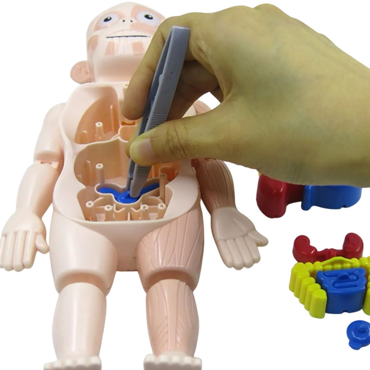 GENERICO - Muñeco Anatomia Para Niños - Montessori