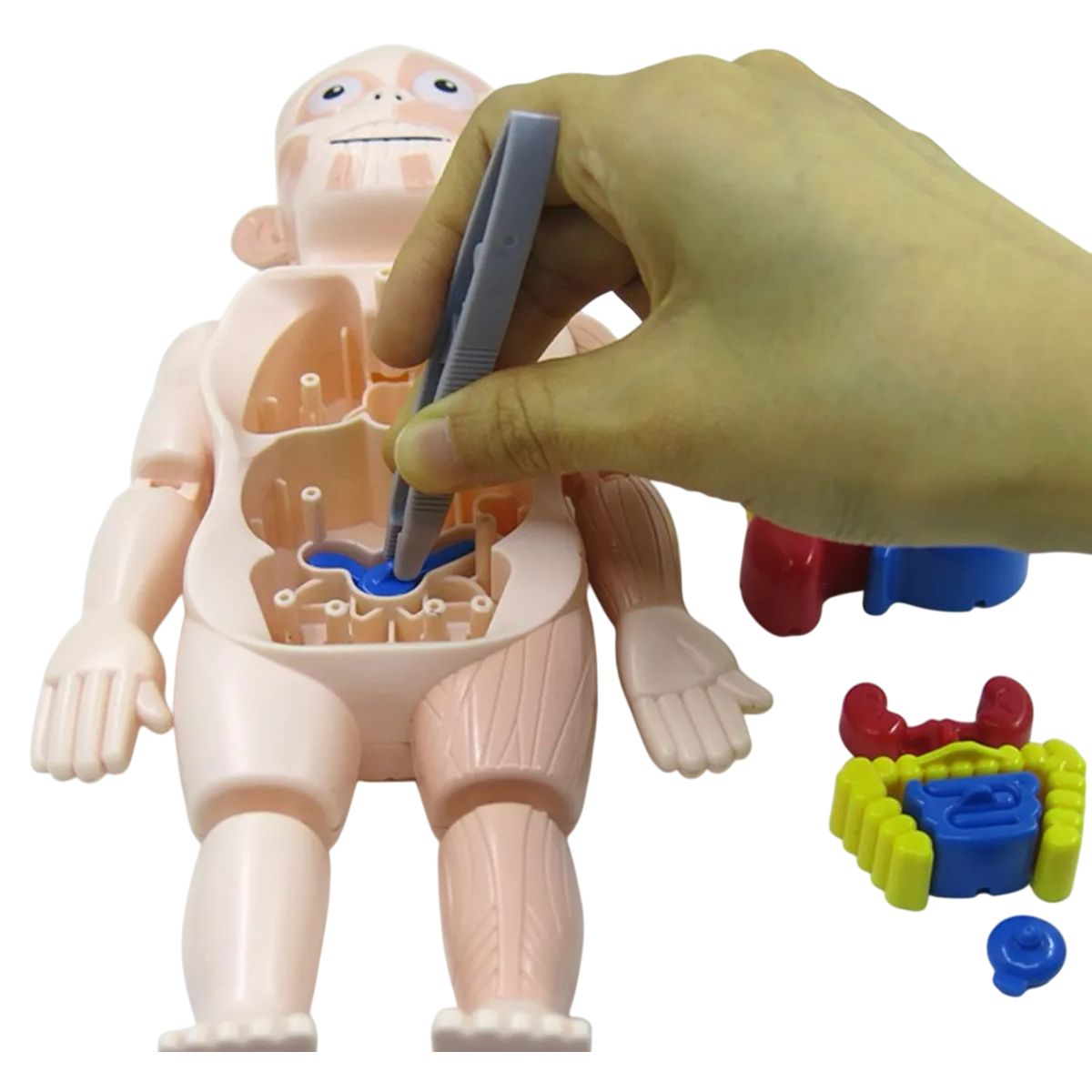 GENERICO - Muñeco Anatomia Para Niños - Montessori