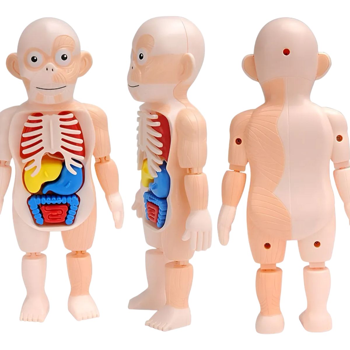 GENERICO - Muñeco Anatomia Para Niños - Montessori