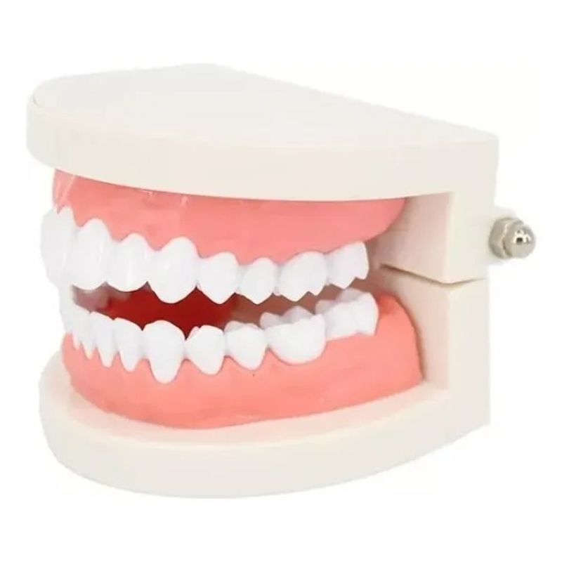 GENERICO - Nuevo Maqueta De Dientes Encías 28 Dientes - Modelo De Anato