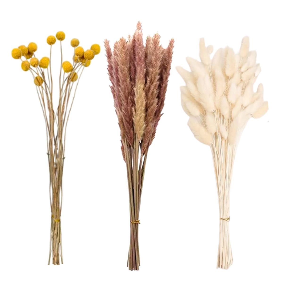 GENERICO - Flores Secas Naturales Boho Set 3 Ramos