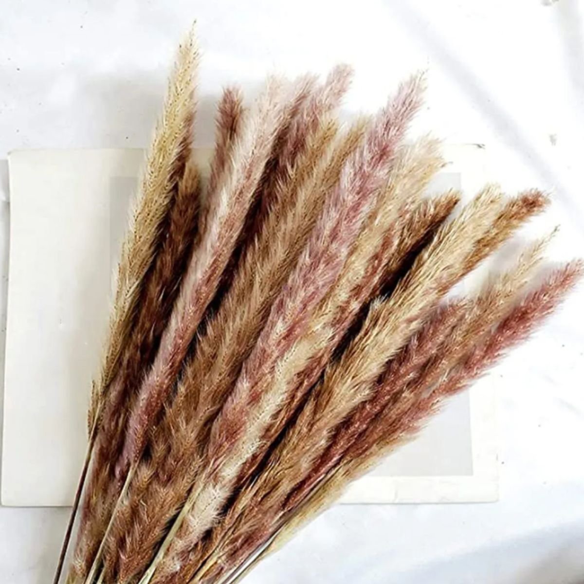 GENERICO - Flores Secas Naturales Boho Set 3 Ramos