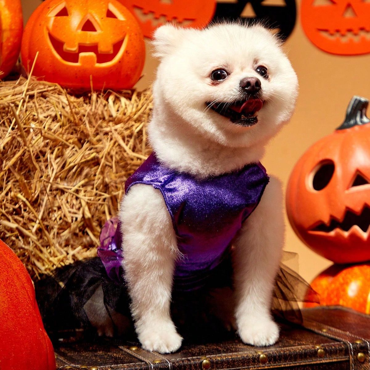 VATYERTY - Disfraz de Perro - Vestido de Bruja con Tutú S