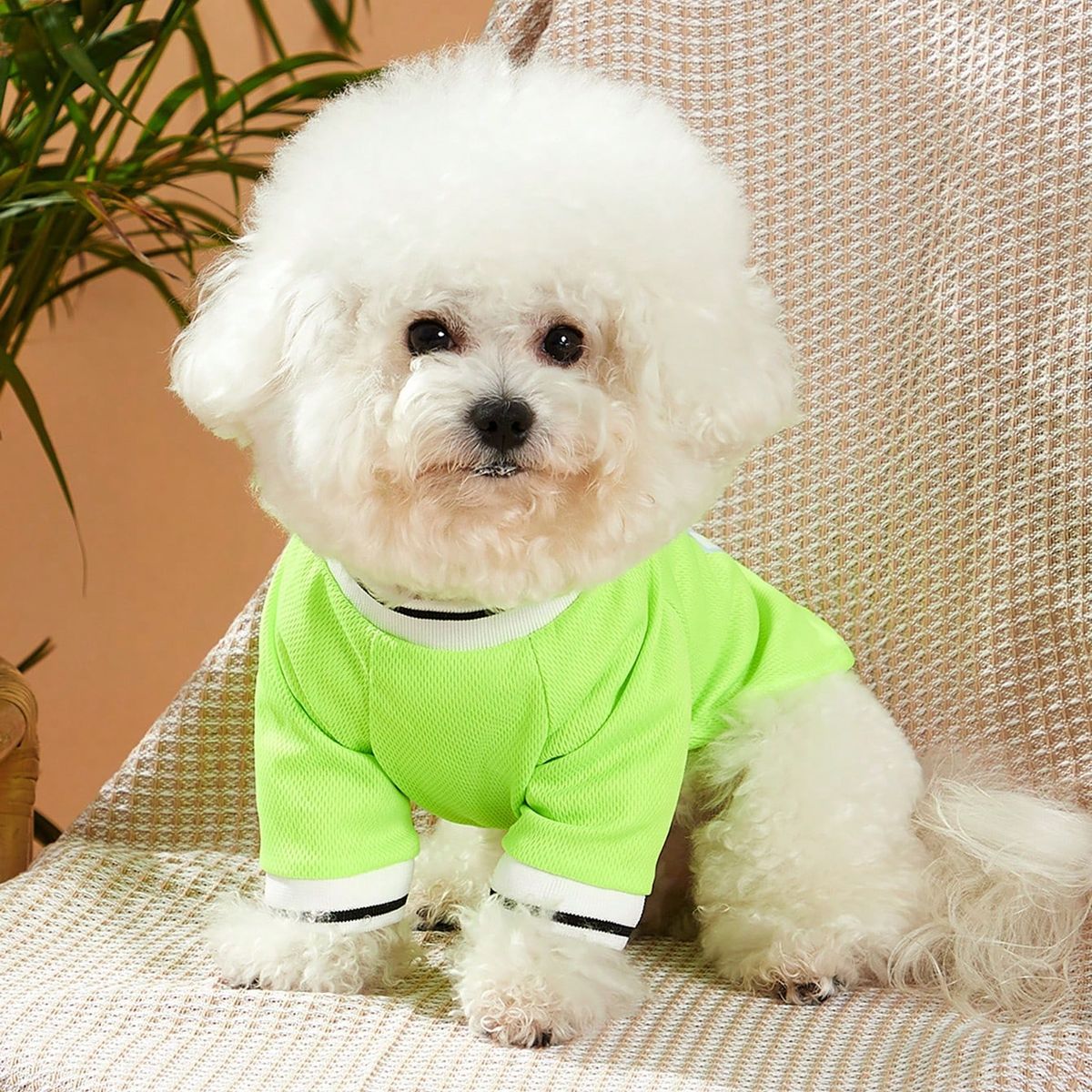 VATYERTY - Camiseta de Perro - Polera Mamas Boy Forever L