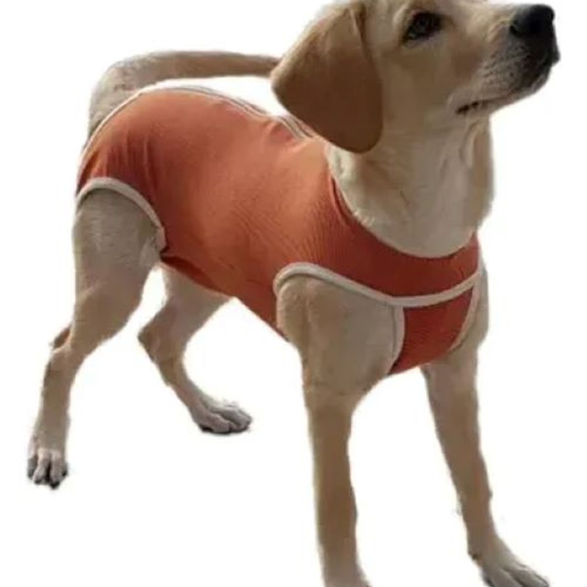 KIMBA - Body Cobre Original Para Perros Y Gatos De 45 Kg A 50 Kg