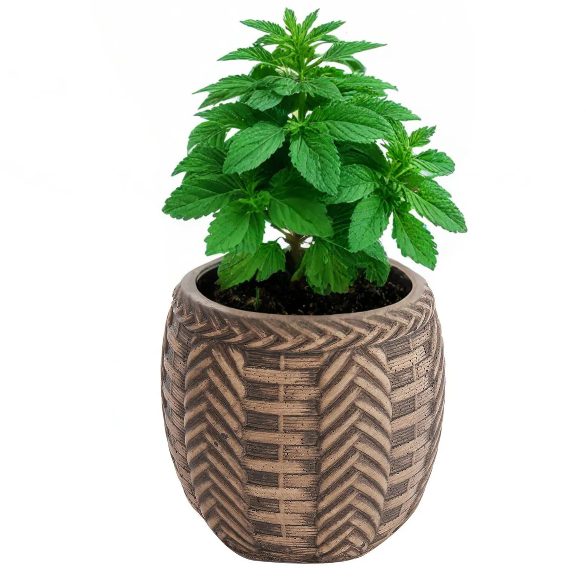 HOME ESSENTIALS - Maceta trenzada de cemento café 10 cm