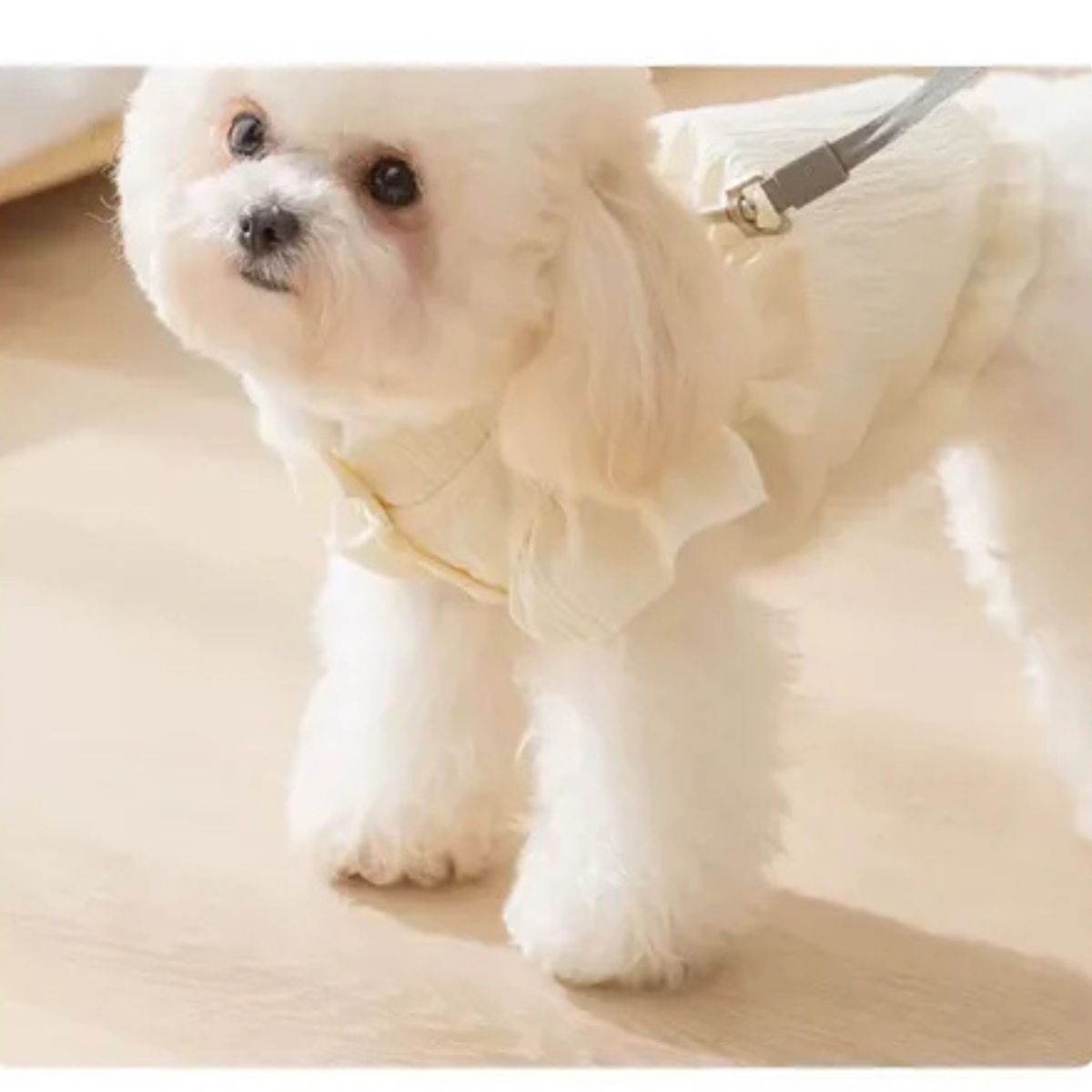 GENERICO - Ropa Vestido Elegante Para Mascota Perro Y Gato xXL