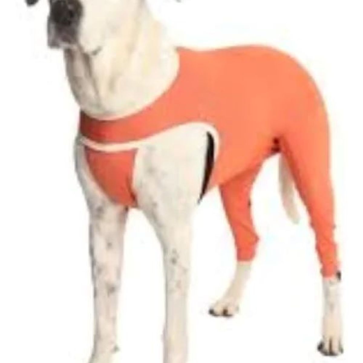 KIMBA - Body Cobre Kimba Posterior Post-operatorio T11 (30 A 35 Kg)