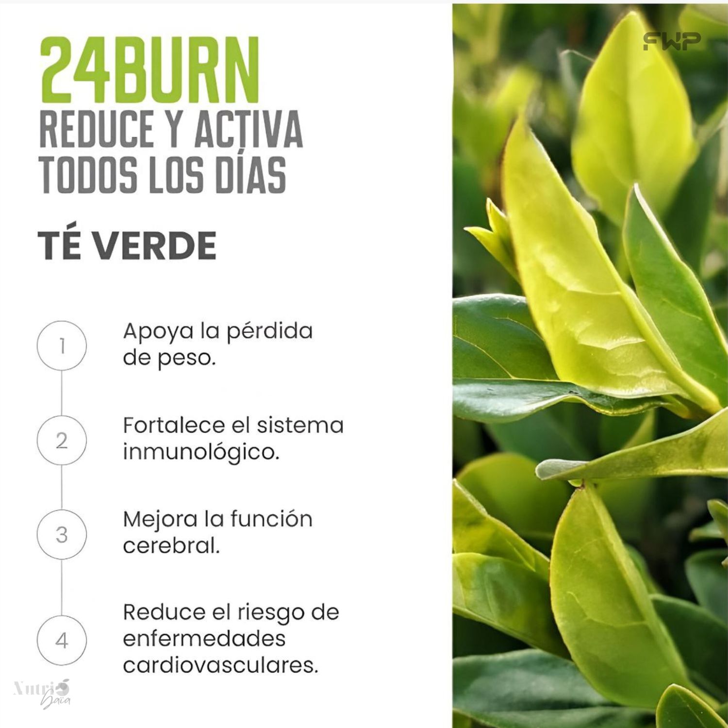 GENERICO 24BURN FWP Original-T Verde + Panax Ginseng + L-Carnitina  -Energa Metabolismo y Activacin - 500mg | Falabella Chile