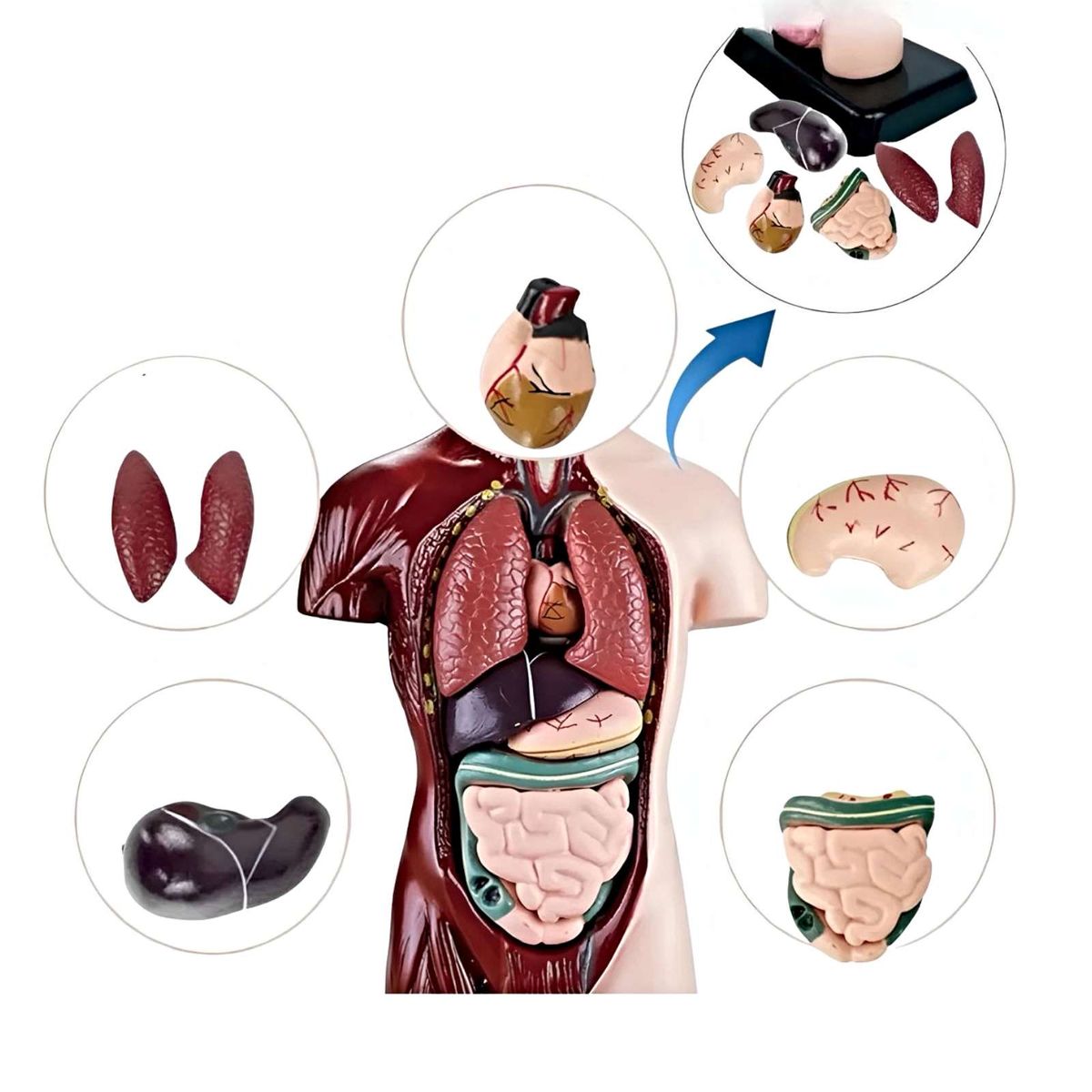 GENERICO - Juego científico anatomia órganos humanos