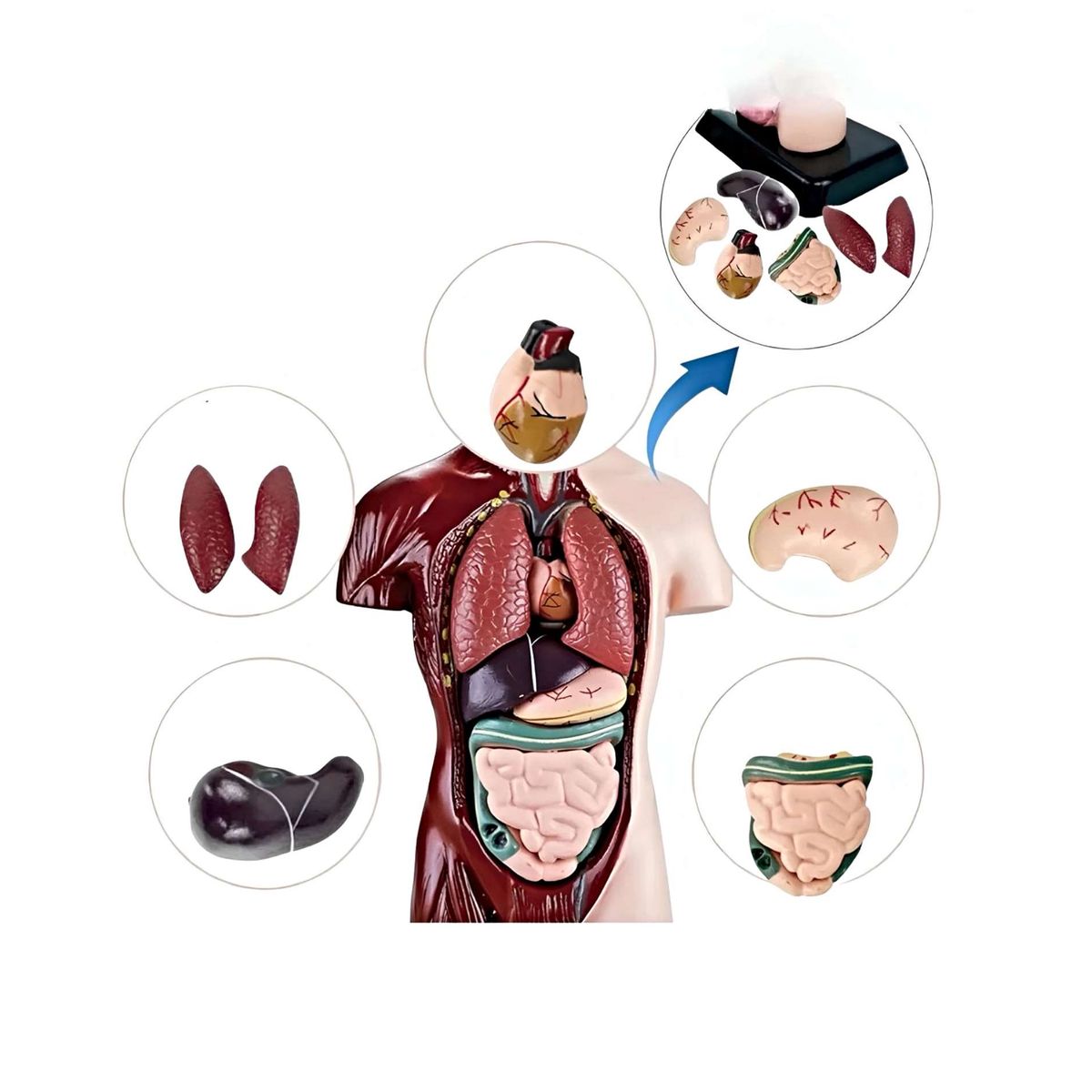 GENERICO - Juego científico anatomia órganos humanos