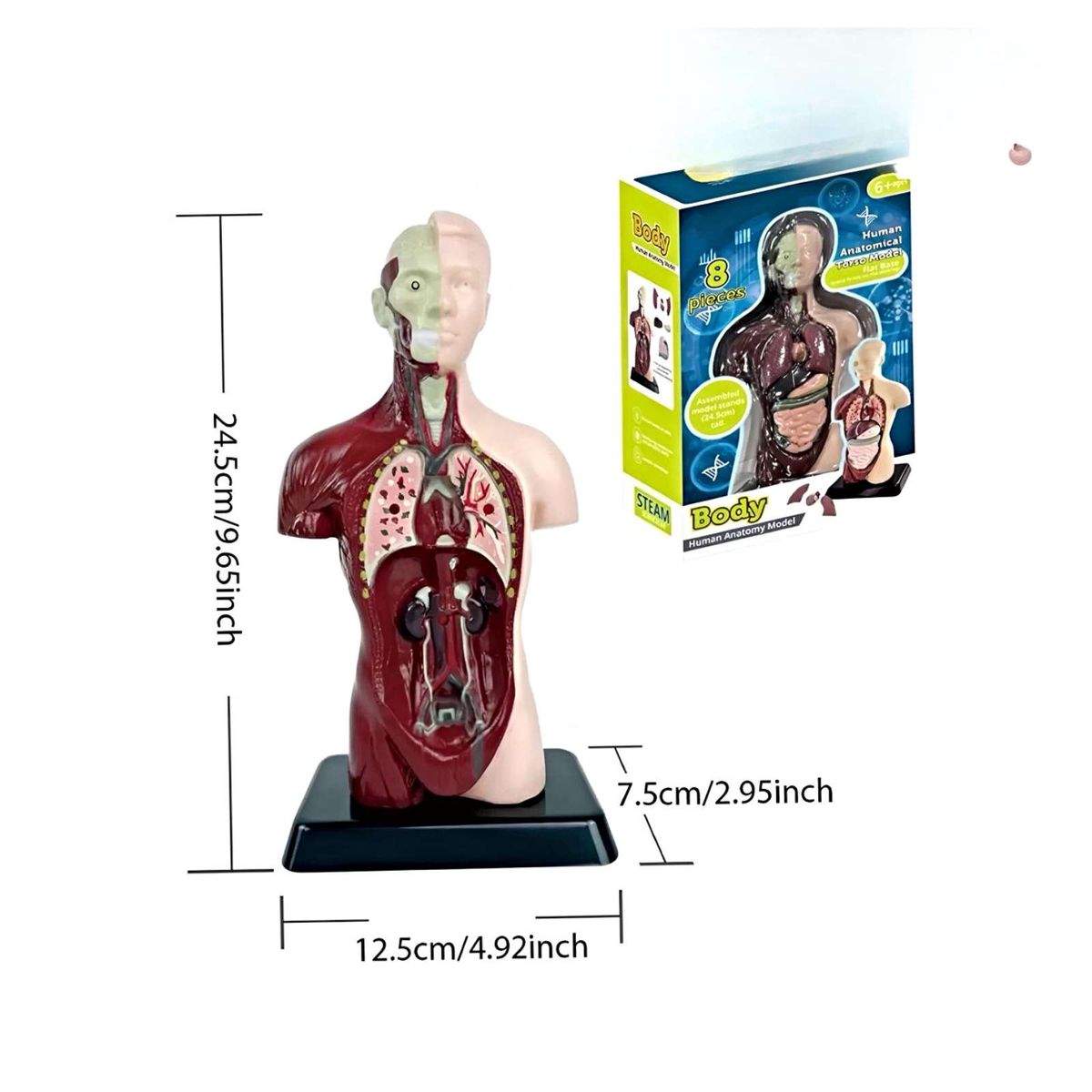 GENERICO - Juego científico anatomia órganos humanos