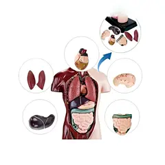 GENERICO - Juego científico anatomia órganos humanos