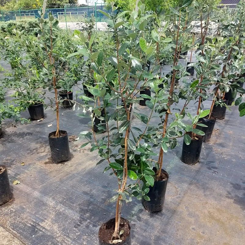 CAMELIA Y LAVANDA - Árbol Feijoa - Acca sellowiana