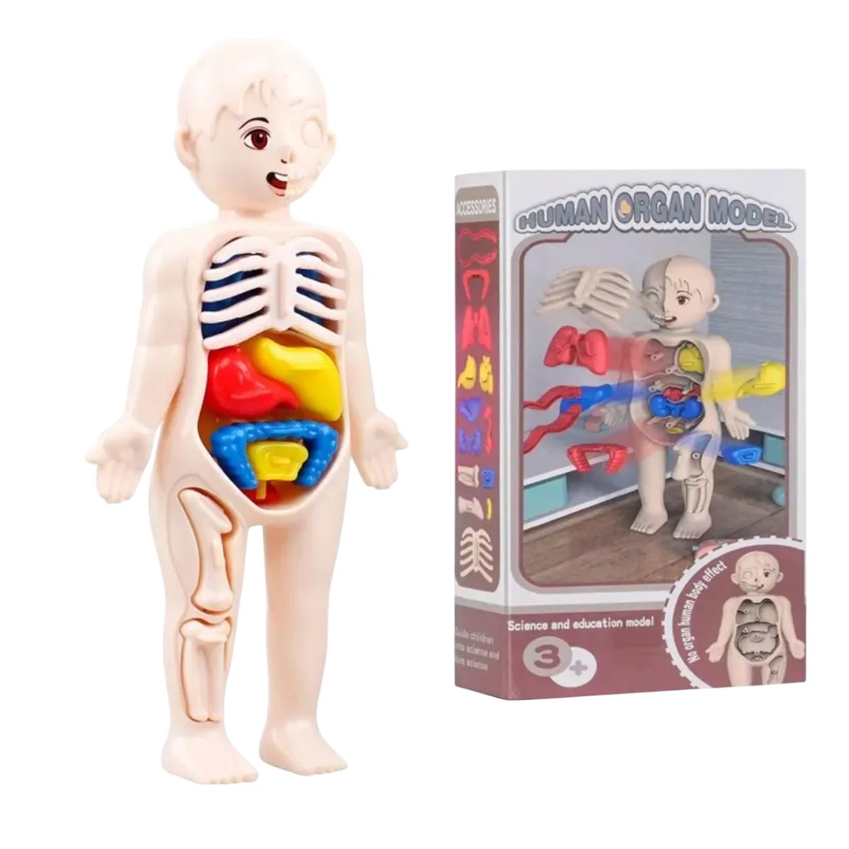 GENERICO - Juguete Anatómico Cuerpo Humano Armable Niños