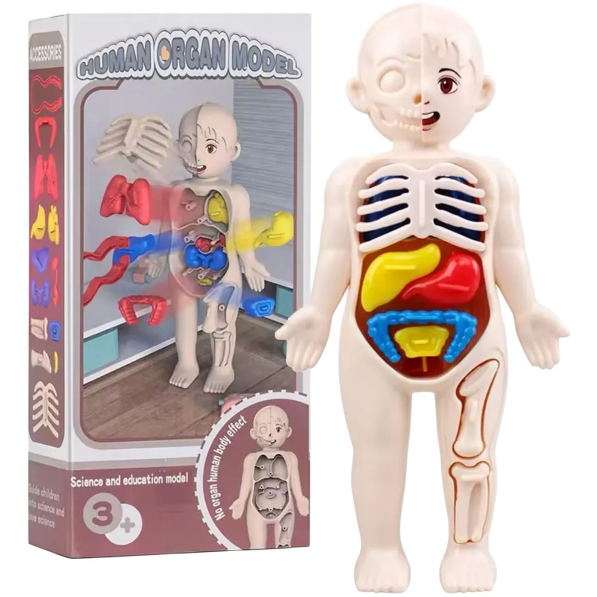GENERICO - Juguete Anatómico Cuerpo Humano Armable Niños