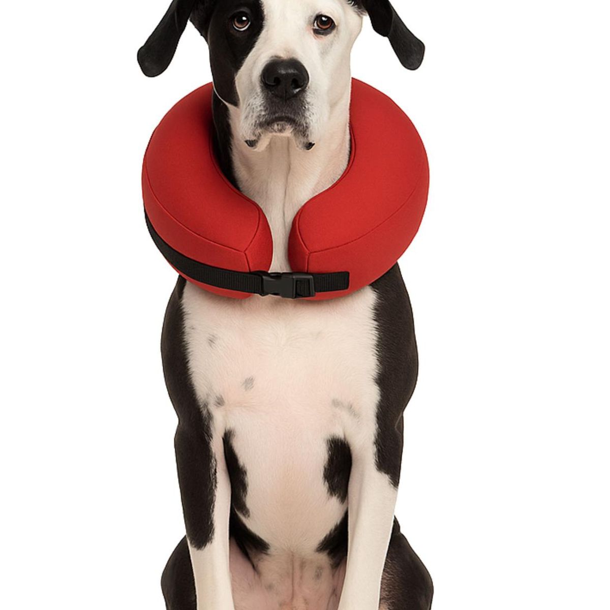 GENERICO - Collar Inflable XXL (+56 cm) Recuperación Perros Grandes