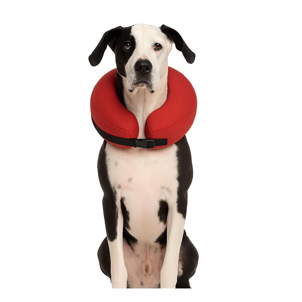 GENERICO - Collar Inflable XXL (+56 cm) Recuperación Perros Grandes