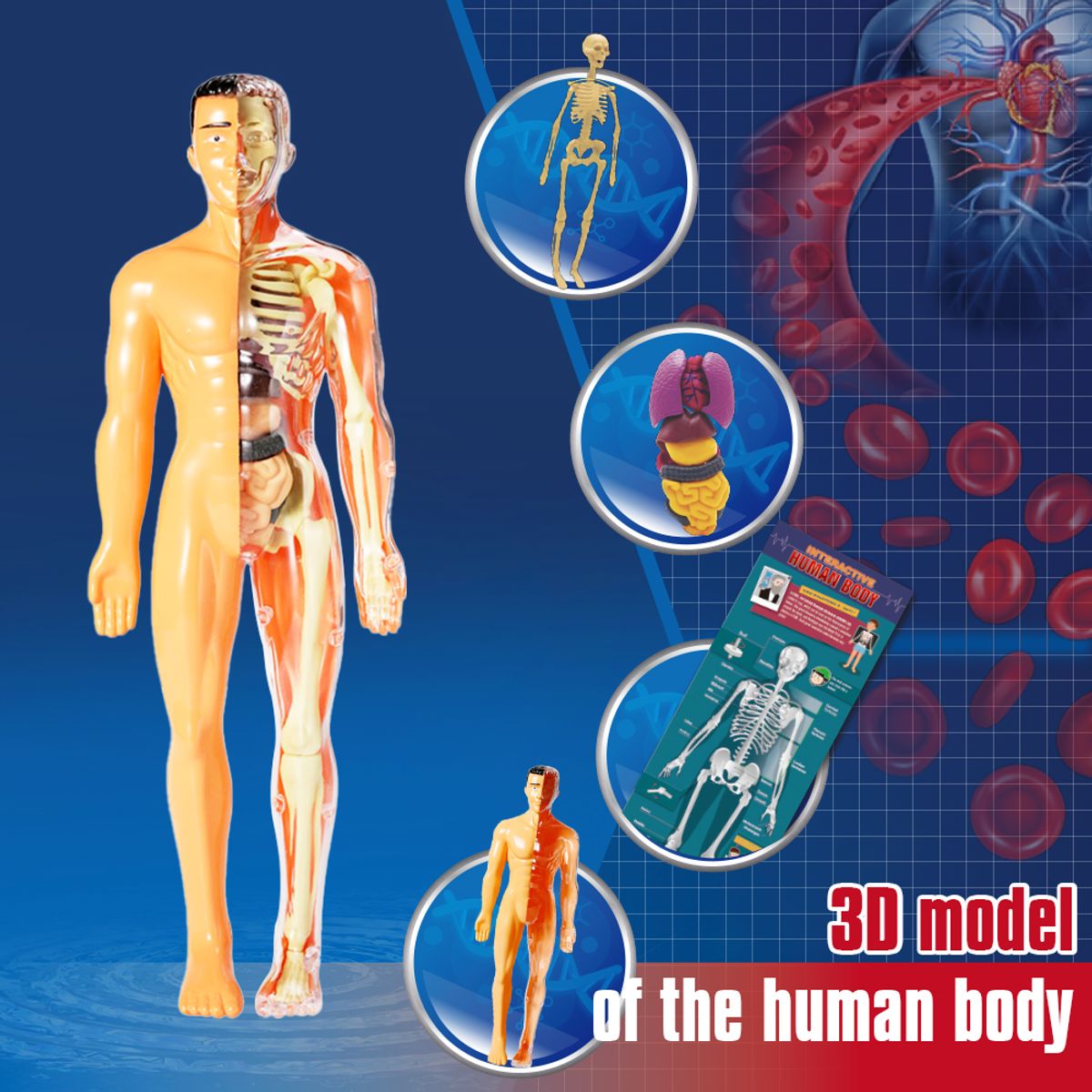 GENERICO - Juego de Ciencias STEAM - Cuerpo Humano Interactivo