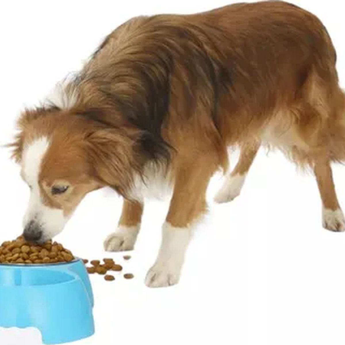 GENERICO - Plato doble con dispensador agua mascotas color azul