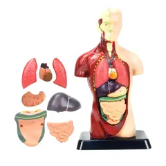 GENERICO - Modelo Anatómico Torso Humano Realista 24cms Piezas Móviles