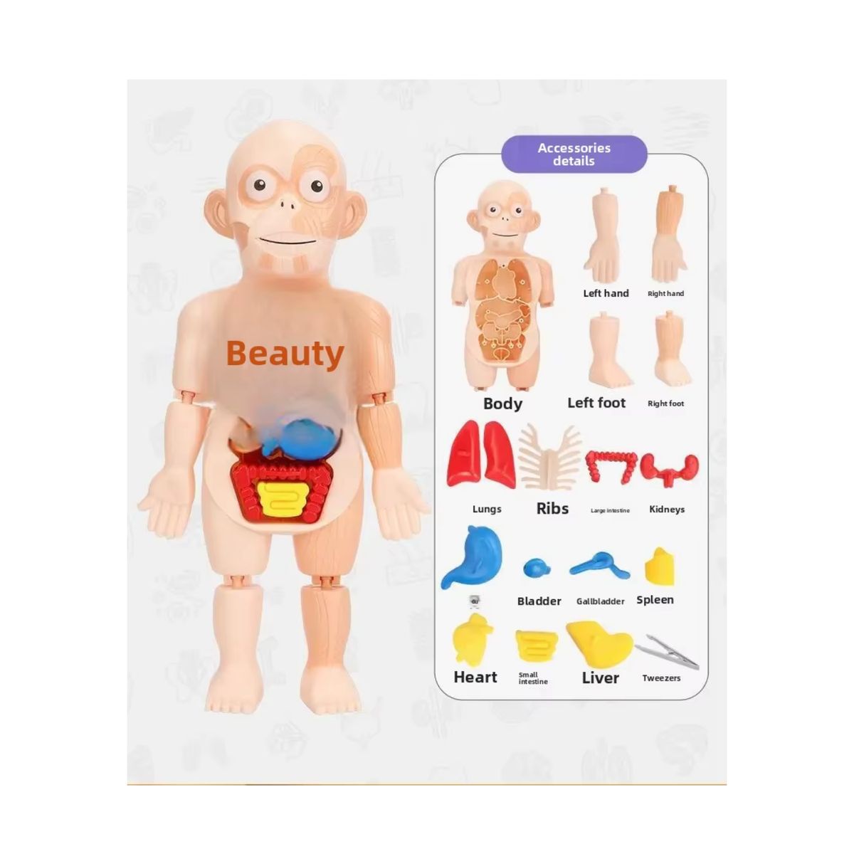 GENERICO - MODELO EDUCATIVO DE CUERPO HUMANO CIENTIFICO MONTESSORI