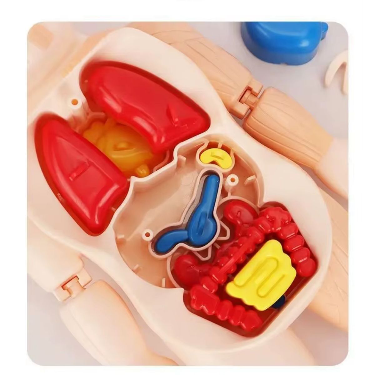 GENERICO - MODELO EDUCATIVO DE CUERPO HUMANO CIENTIFICO MONTESSORI