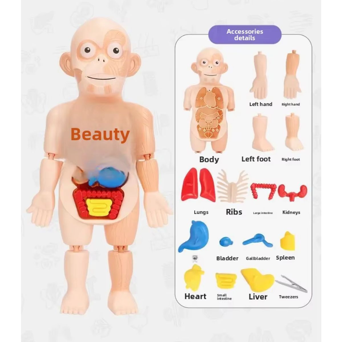 GENERICO - MODELO EDUCATIVO DE CUERPO HUMANO CIENTIFICO