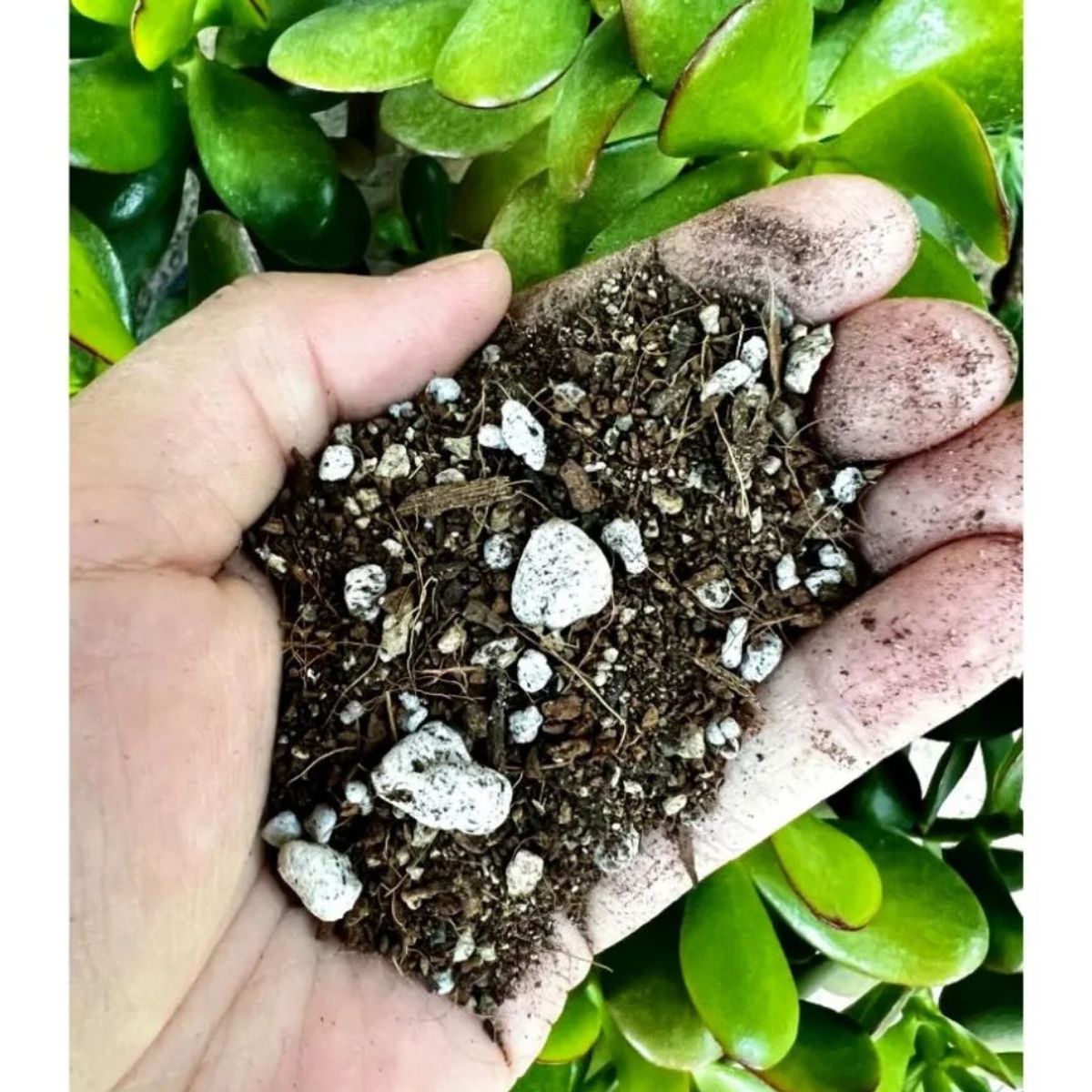 HORTICULTURACHILE - Sustrato Premium para Cactus y Suculentas 10 litros