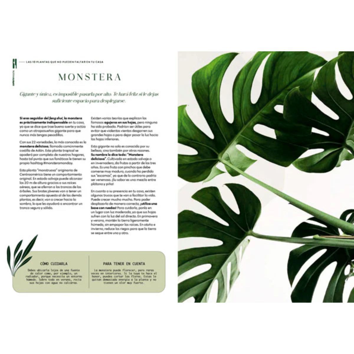 EDITORIAL CONTRAPUNTO - Espíritu vegetal de Editorial Contrapunto