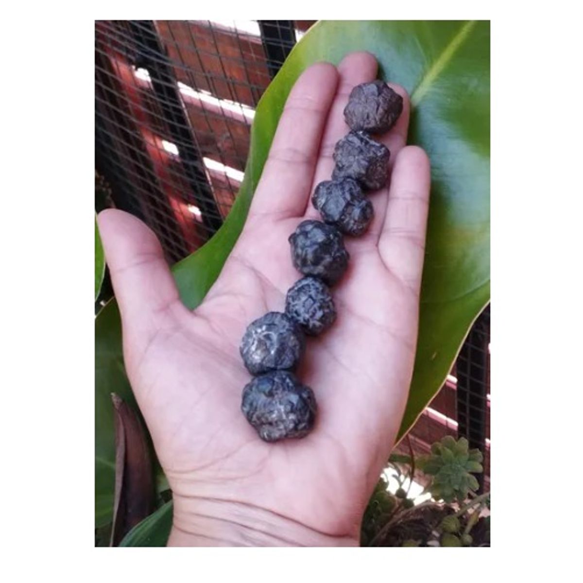 GENERICO - Piedra Del Profeta O Limonita Unidad