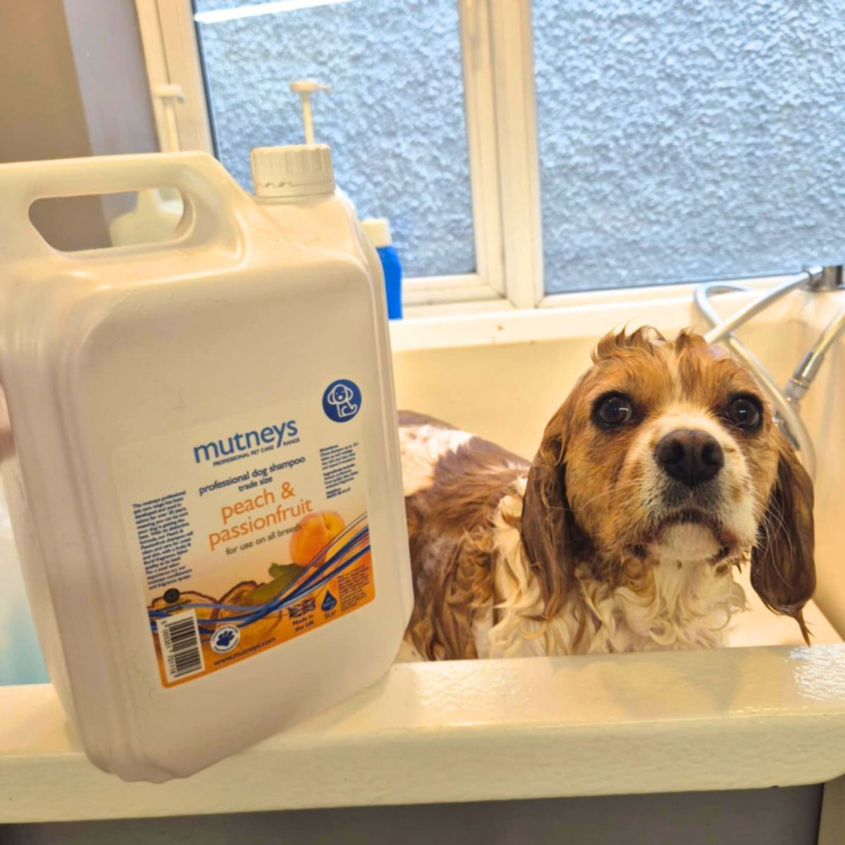 GENERICO - Shampoo para Mascotas Mutneys Peach & Passionfruit 5L