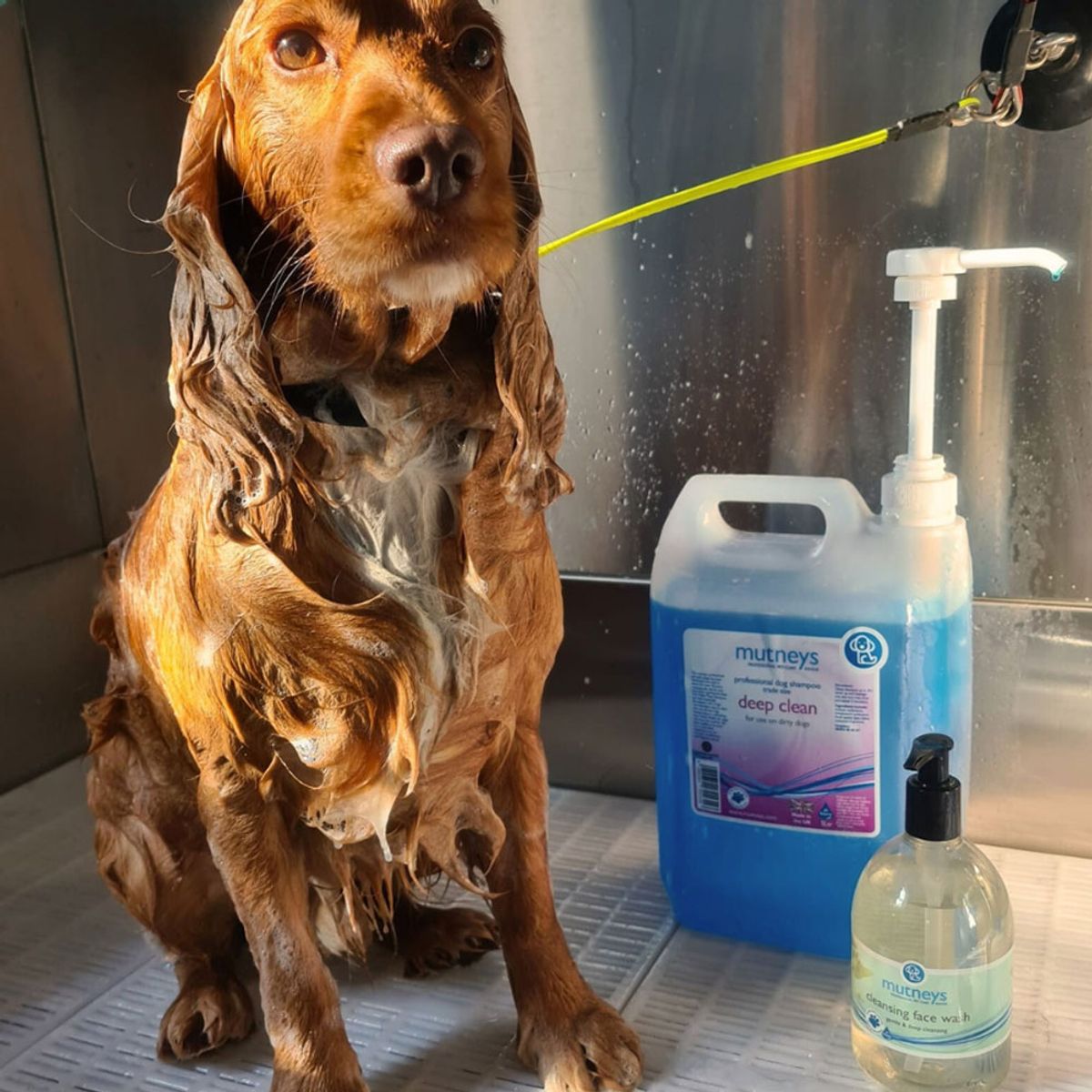 GENERICO - Shampoo para Mascotas Mutneys Deep Clean 500 ml