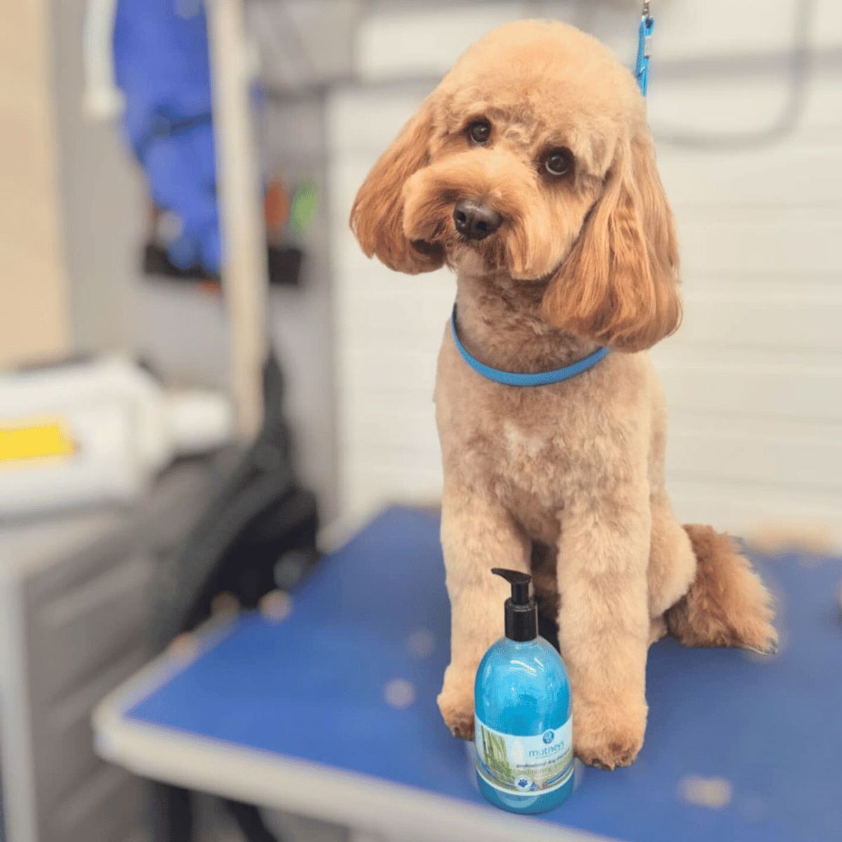 GENERICO - Shampoo para Mascotas Mutneys Anti-Tangle 500 ml