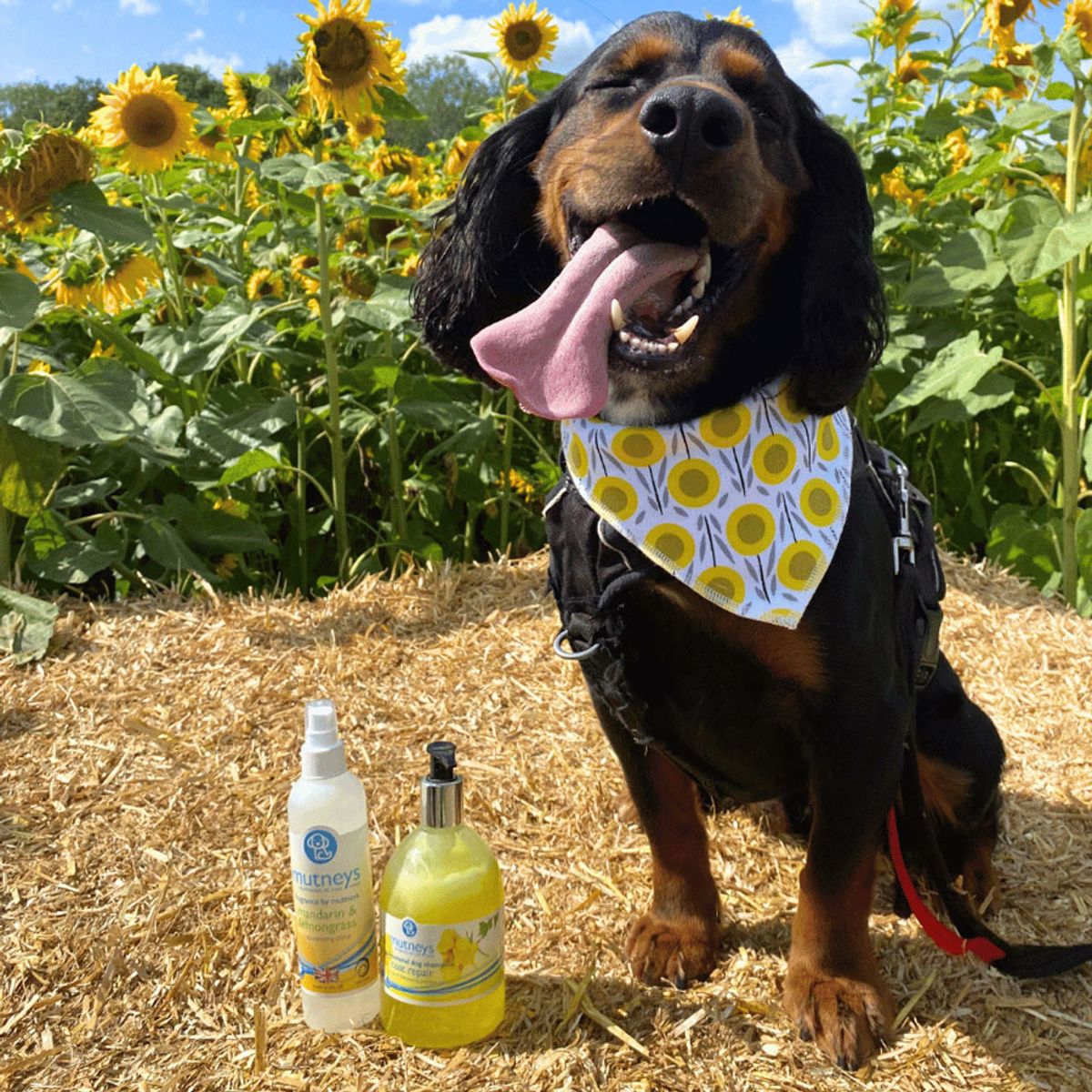 GENERICO - Shampoo para Mascotas Mutneys Coat Repair 500 ml