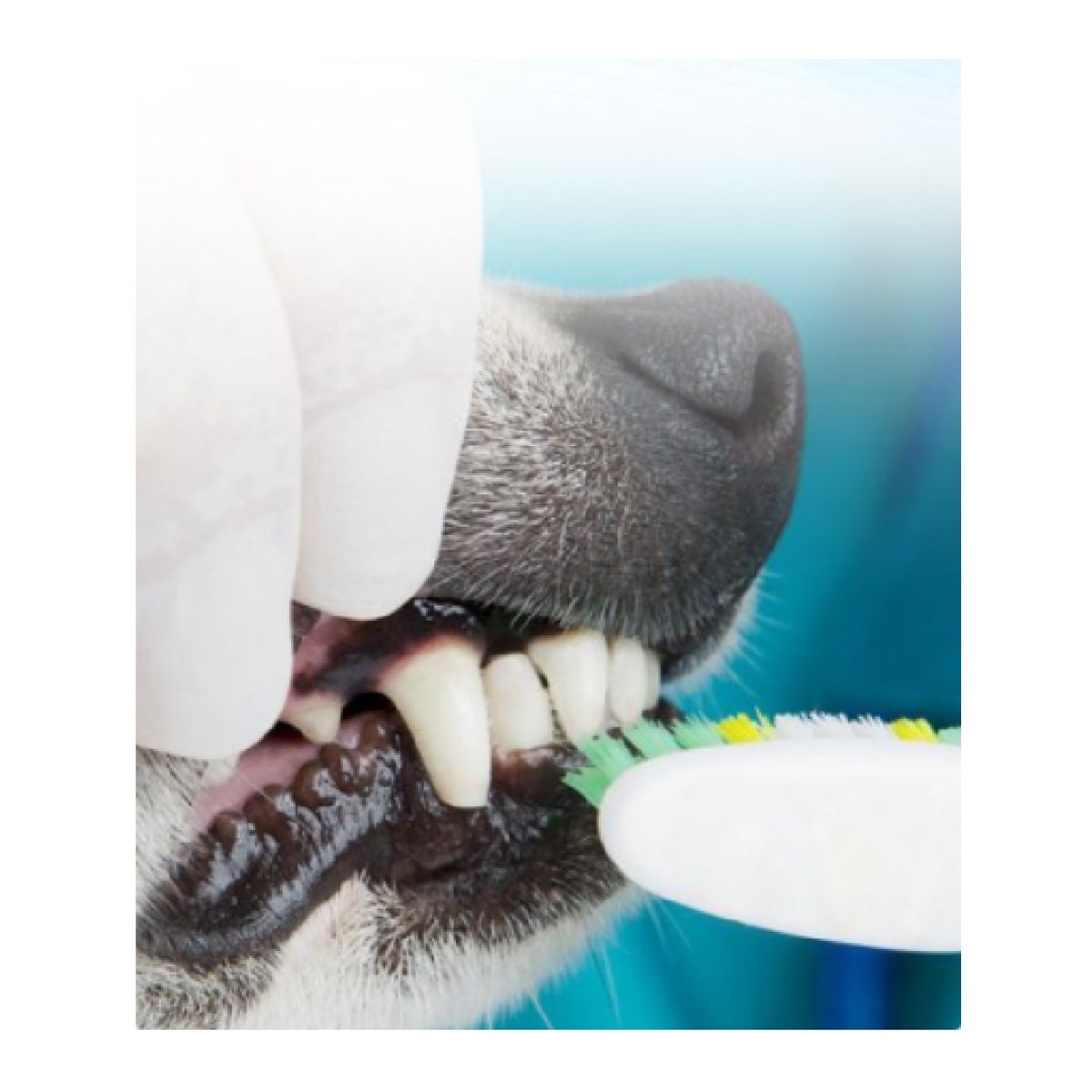 GENERICO - PET Dental 60 g
