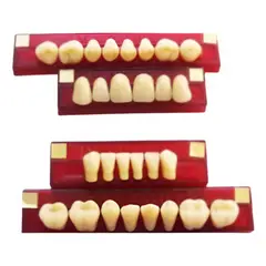 GENERICO - Tableta De Dientes De Acrílico Marche Posteriores Inferiores