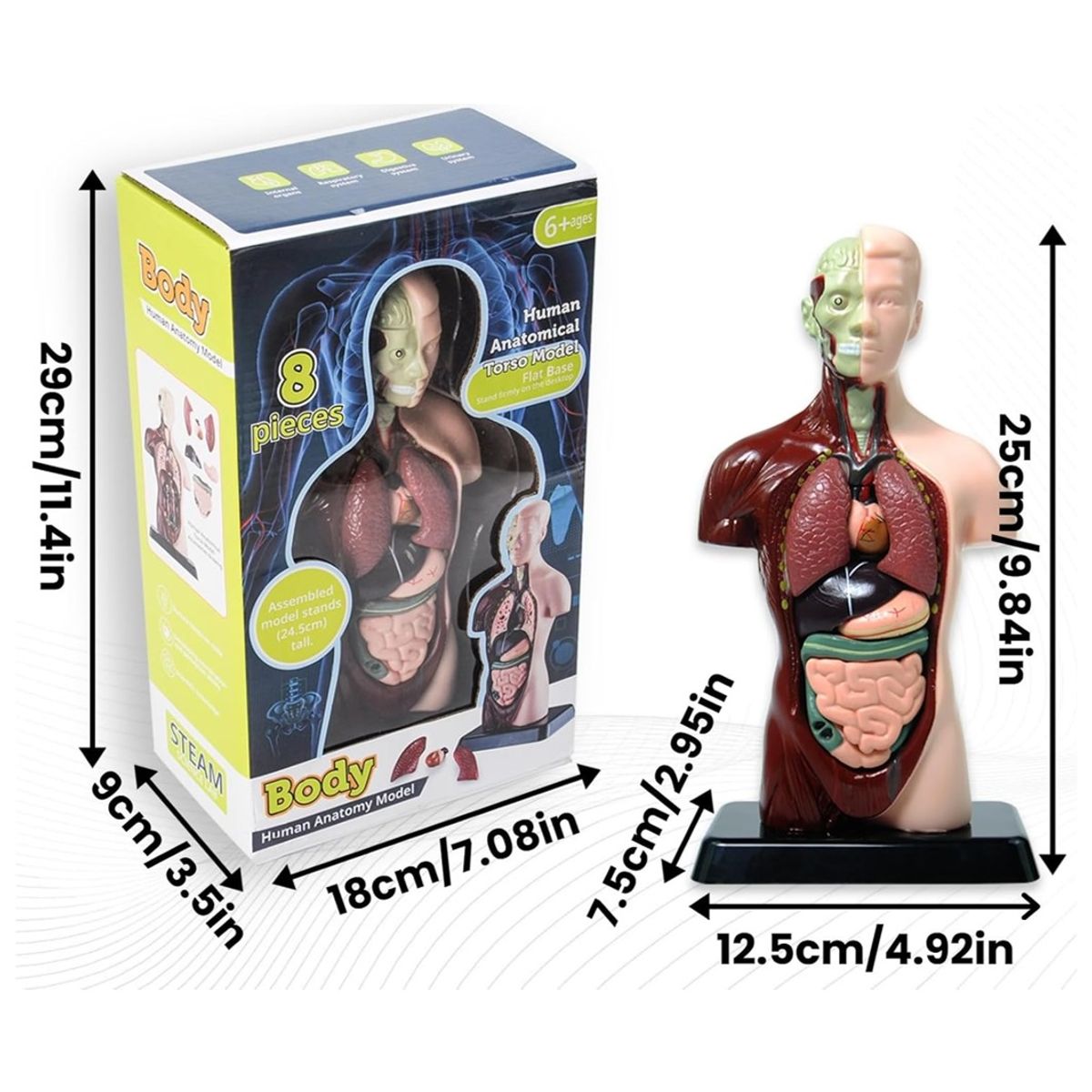 GENERICO - Juguete De Mesa Para Niños Órganos Cuerpo Humano