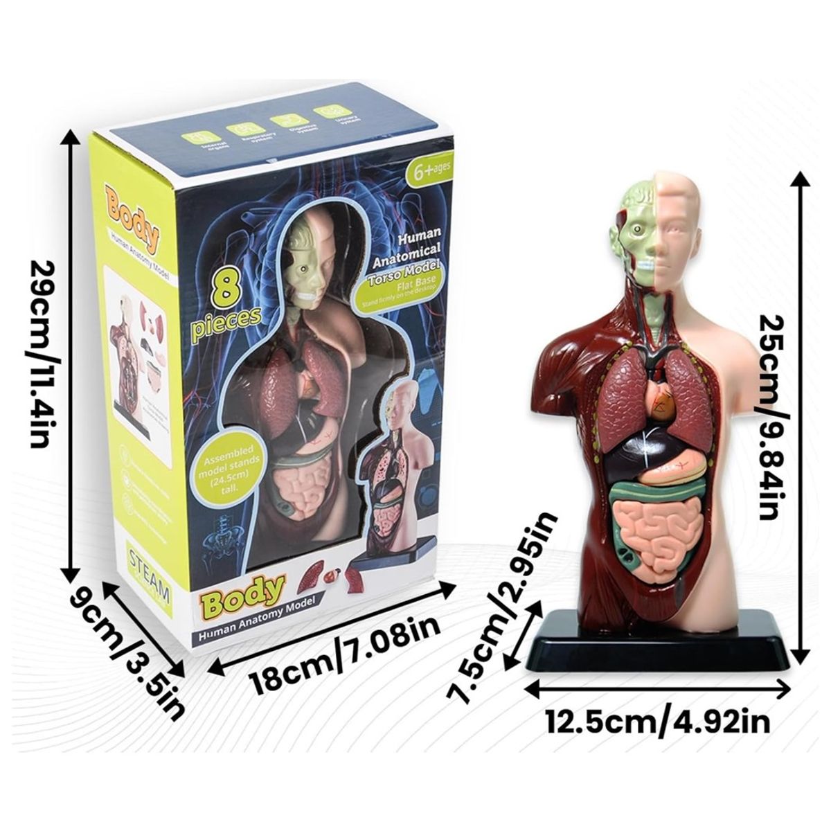 GENERICO - Juguete De Mesa Para Niños Órganos Cuerpo Humano