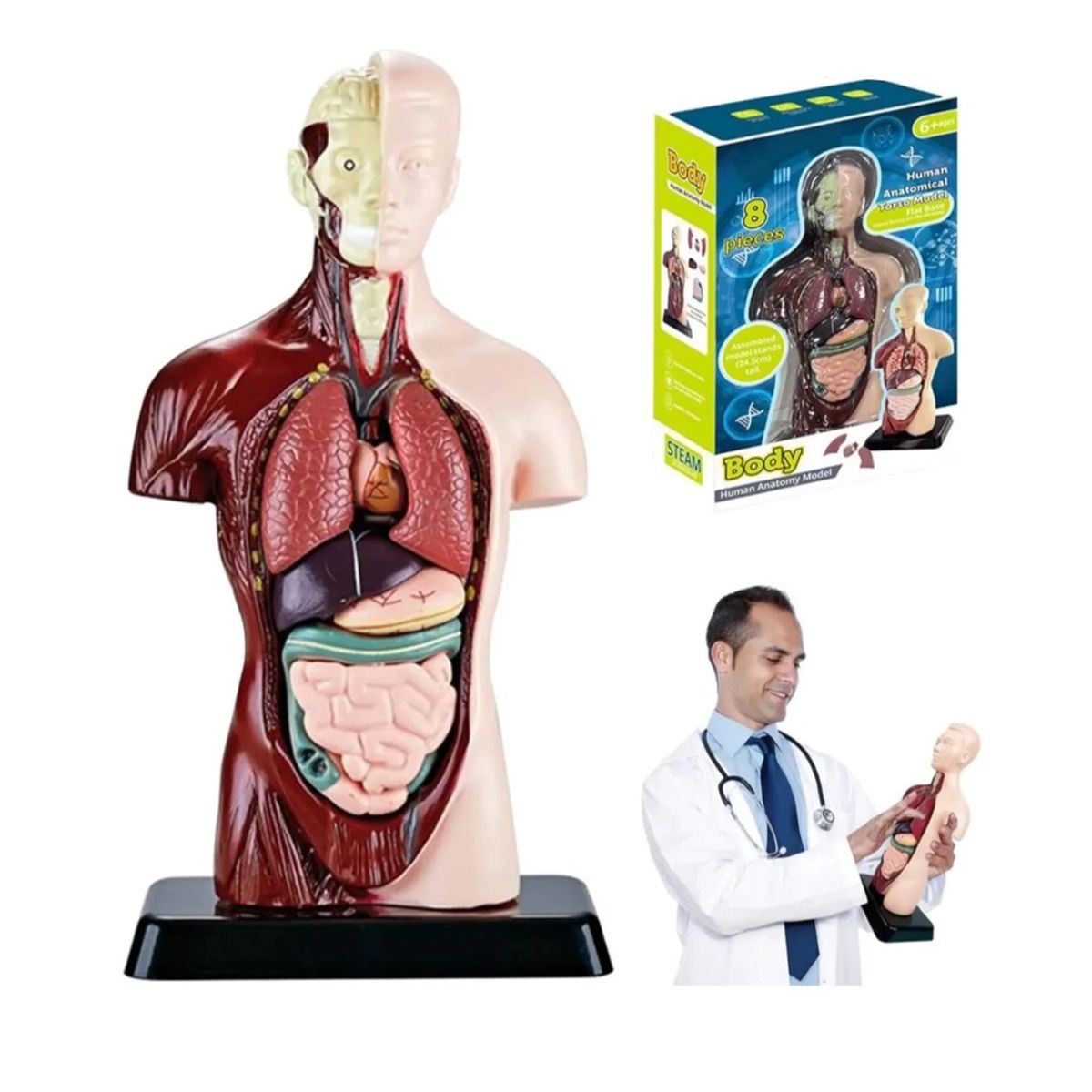 GENERICO - Juguete De Mesa Para Niños Órganos Cuerpo Humano