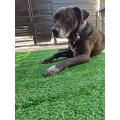 GENERICO - Pasto sintético 15mm 5mts x 2mts