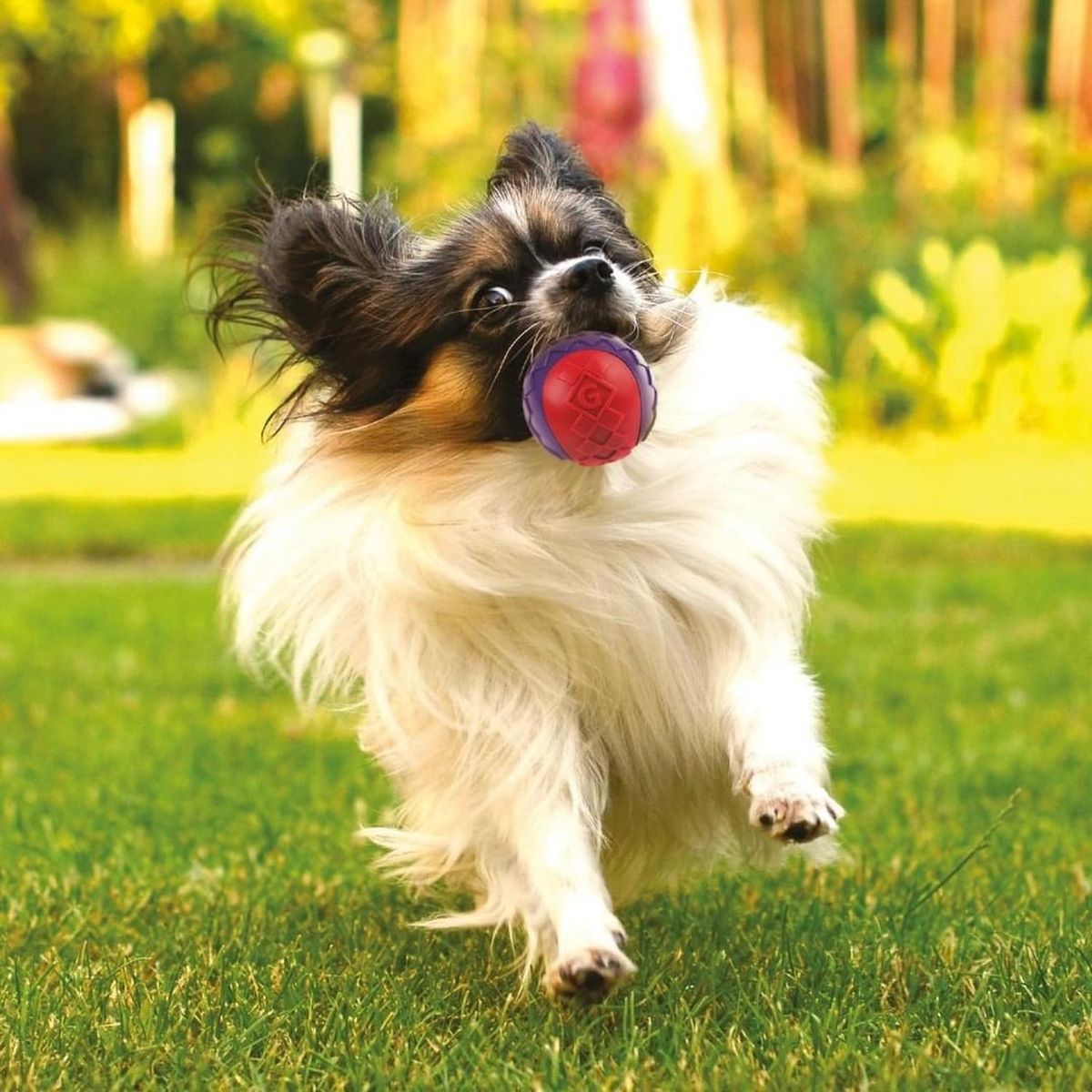 GIGWI - Pelota Juguete Para Perros Squeak 3 Unidades Talla S Gigwi Mixto
