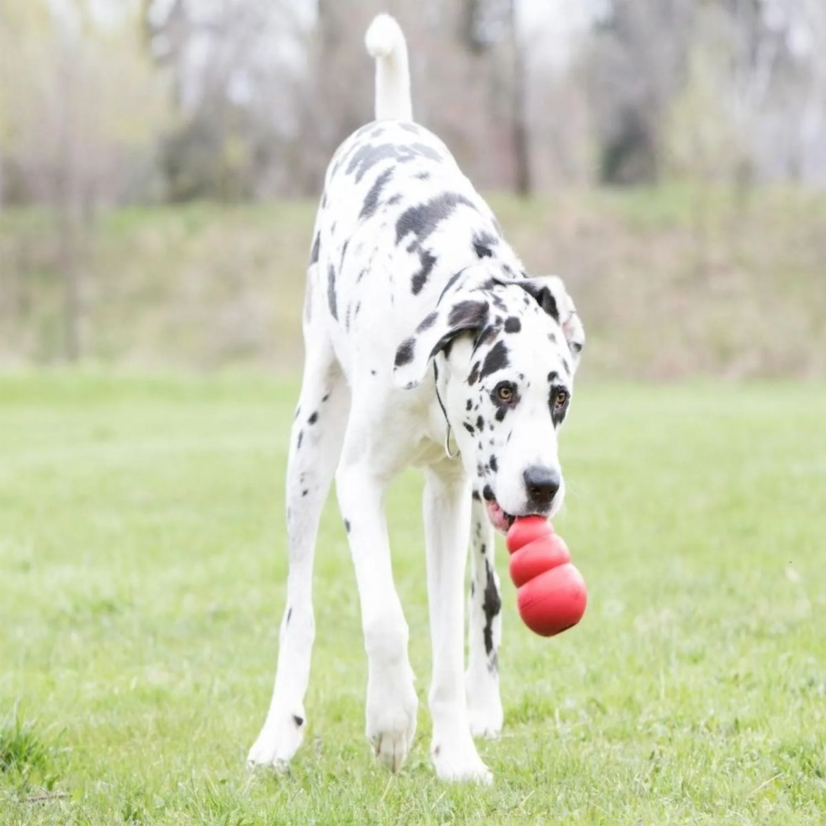 KONG - Juguete Kong Classic Para Mascotas Perros Talla Xxl 38+ Kg