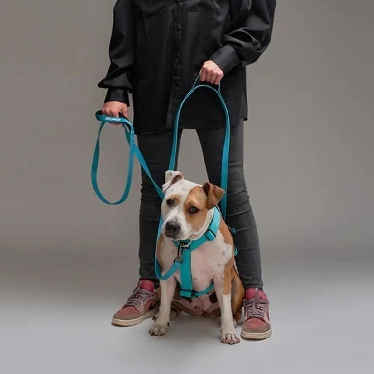 STREET DOGS - Correa De Paseo Para Perros Street Dogs Light 5m - Turquesa