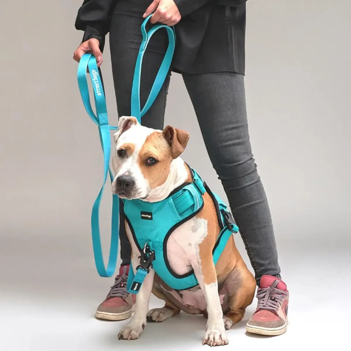 STREET DOGS - Correa De Paseo Tactic Para Perros Street Dogs 3m - Turquesa