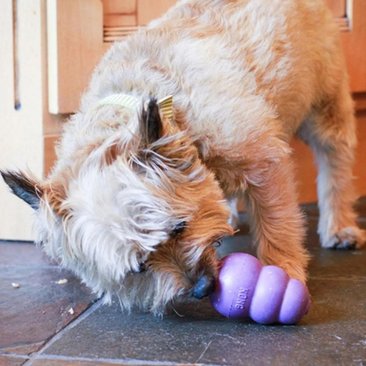 KONG - Juguete Kong Senior Para Mascotas Perros Talla S Hasta 9 Kg Morado