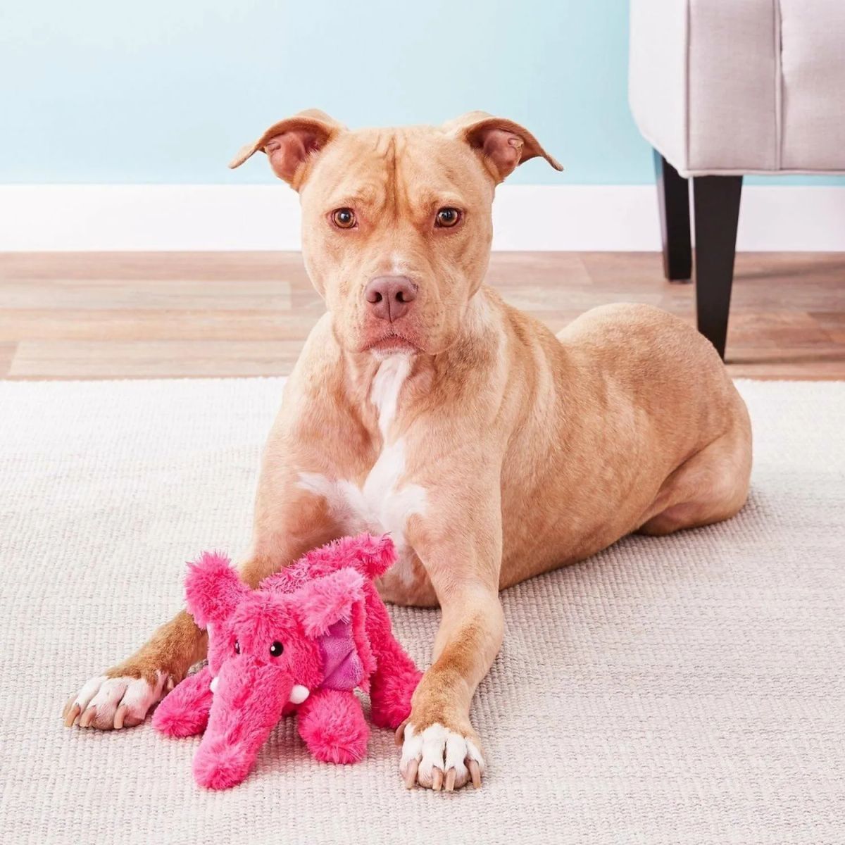KONG - Juguete Para Perro Peluche Kong Cozie Squeaks Sonido Talla M - Fucsia - Mediano
