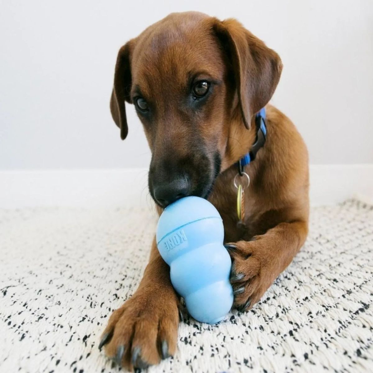 KONG - Juguete Kong Puppy Para Perros Cachorros Talla S Hasta 9 Kg - Celeste