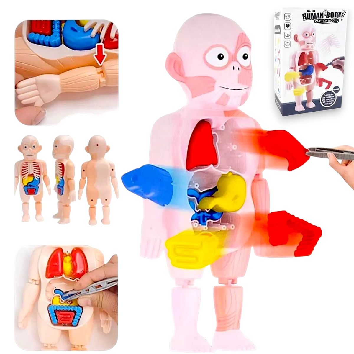 GENERICO - MODELO EDUCATIVO DE CUERPO HUMANO CIENTIFICO PUZZLE 3D