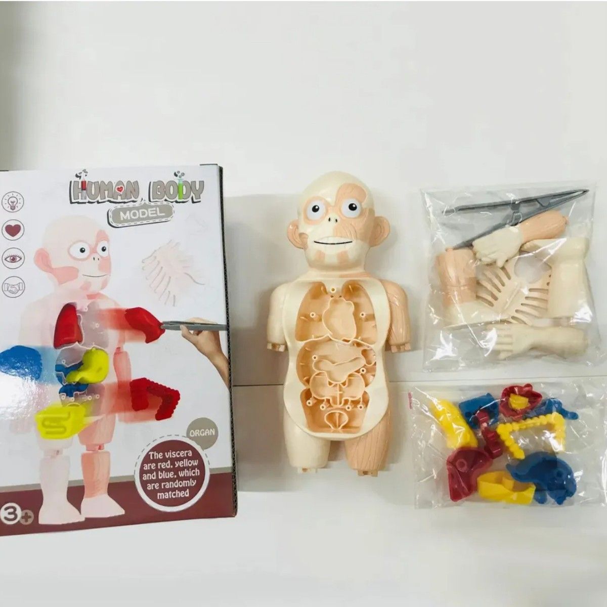 GENERICO - MODELO EDUCATIVO DE CUERPO HUMANO CIENTIFICO PUZZLE 3D